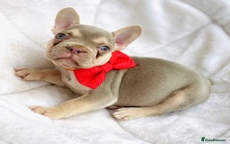 French Bulldog dogs for sale: NEWSHADE ISABELLA MALE FRENCH BULLDOGS - Image 2