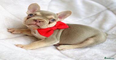 French Bulldog dogs - Advert 12