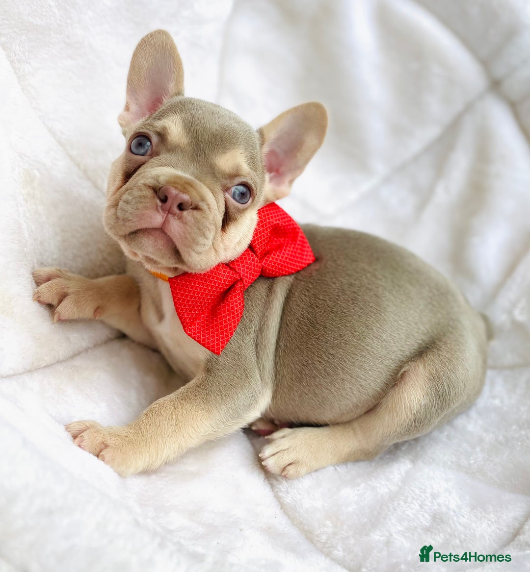French Bulldog dogs for sale: NEWSHADE ISABELLA MALE FRENCH BULLDOGS - Image 2