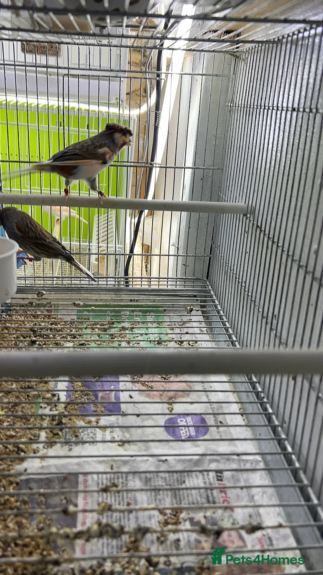 Canaries birds for sale: Canaries for sale  - Advert 6