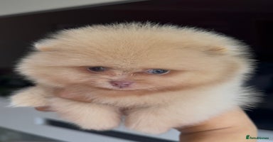 Pomeranian dogs - Advert 9
