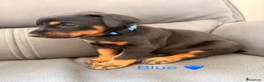 Dobermann 6