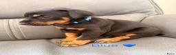 Dobermann dogs for sale: Beautiful Doberman Puppies for sale  in Spalding - Advert 6