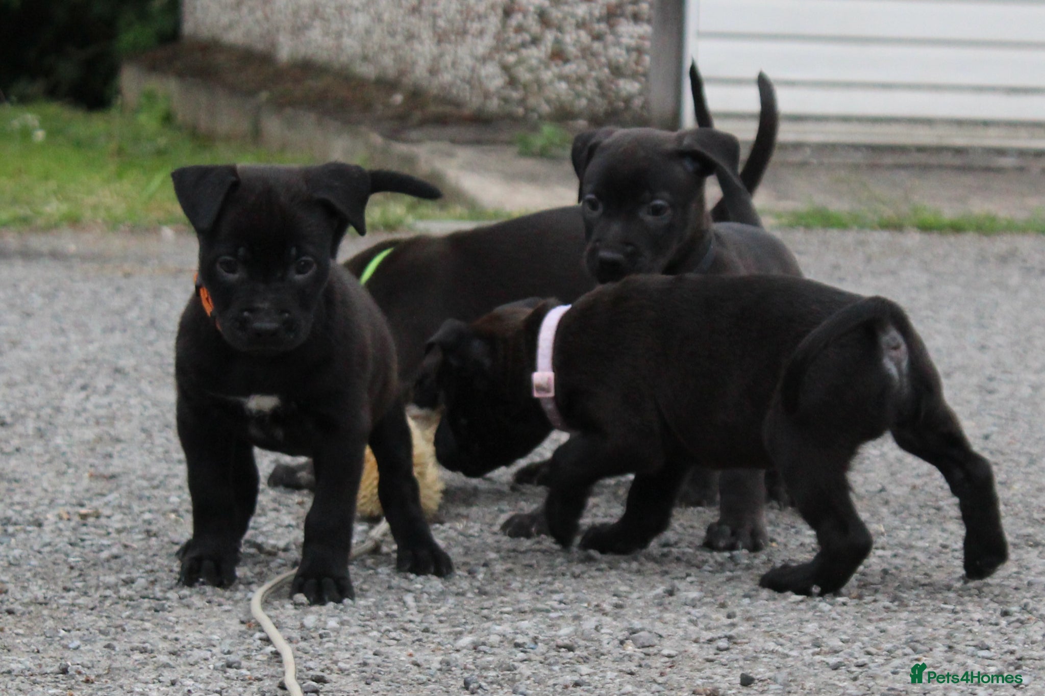 Mixed Breed dogs 🧬Bull herders🧬 - Advert 1