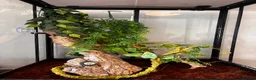 Gecko reptiles for sale: Crested gecko and setup  - Advert 5