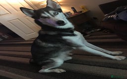 Siberian Husky dogs for sale: Rehoming my beloved Husky - Image 3