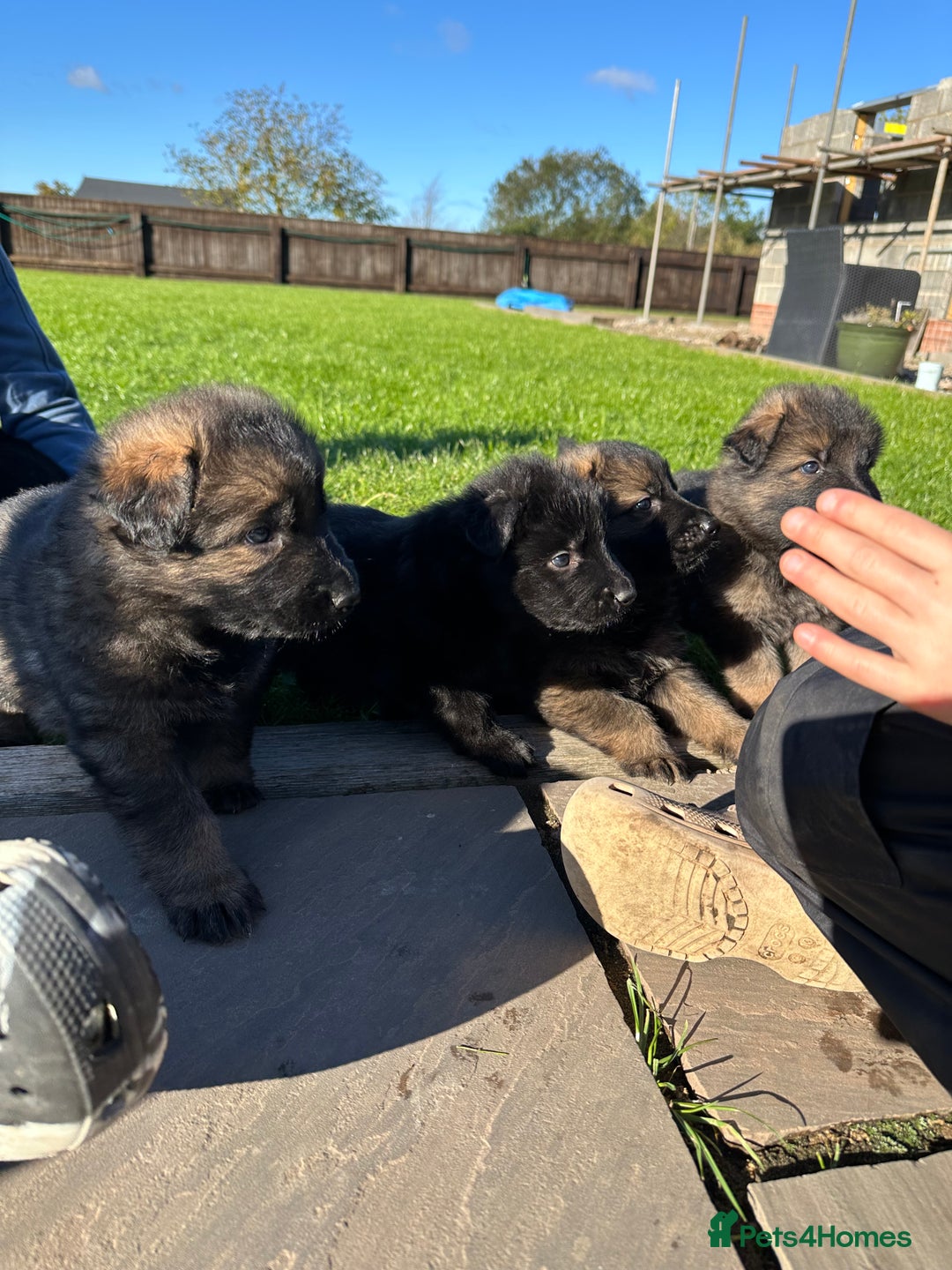 German Shepherd dogs for sale: Beautiful Litter of German Shepherd Puppies - Image 15