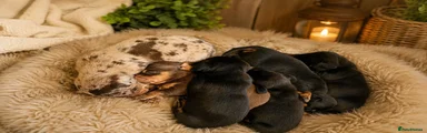 Black & Tan Girl – Bella