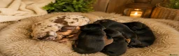 Miniature Dachshund dogs for sale: Miniature Dachshund Puppies Ready To Reserve - Advert 3