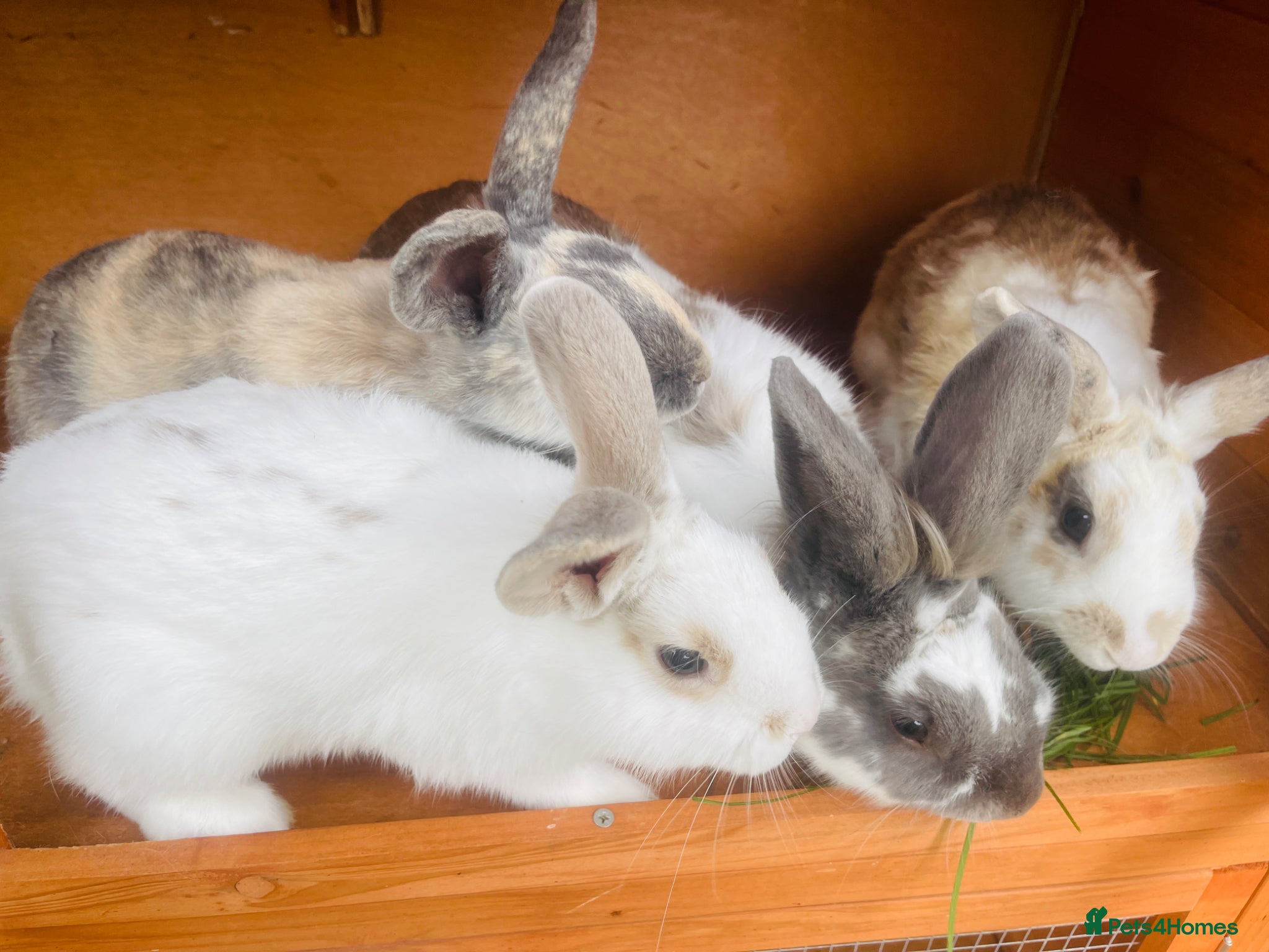 Mixed Breed rabbits for sale: Mr & miss  in Folkestone - Advert 1