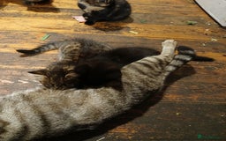 Domestic Shorthair cats for sale: 4 beautiful kittens ready now - Image 5