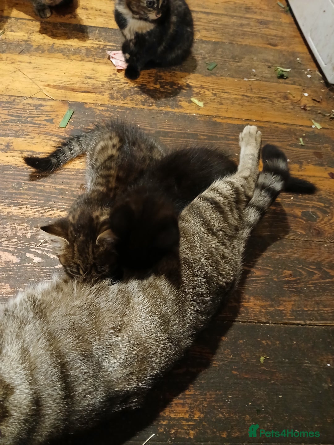Domestic Shorthair cats for sale: 4 beautiful kittens ready now - Image 5