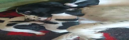 Sprocker dogs for sale: Quality Sprocker Spaniels  - Advert 7