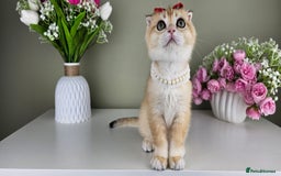 Scottish Fold cats for sale: READY NOW - TICA - SCOTTISH FOLD and STRAIGHT. - Image 16