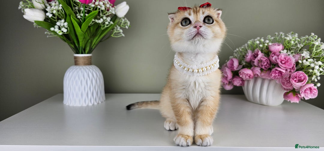 Scottish Fold cats for sale: READY NOW - TICA - SCOTTISH FOLD and STRAIGHT. - Image 16