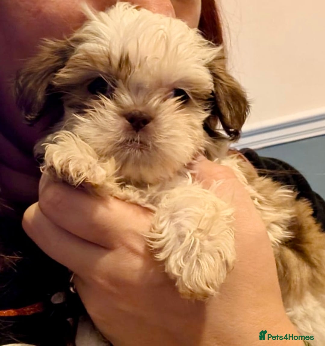 Shih Tzu dogs for sale: Three gorgeous shihtzu puppies  - Image 4