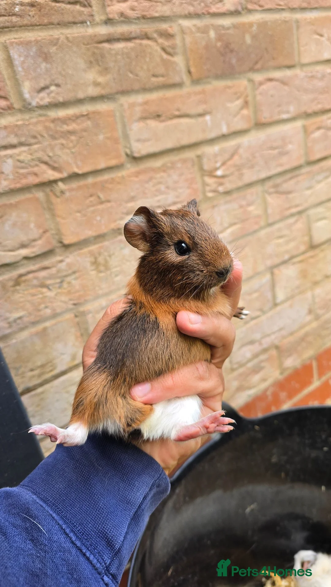 Guinea Pig rodents for sale: Baby Guinea.\nPigs - Advert 15