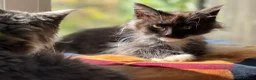Maine Coon cats for sale: Stunning Gccf reg maine coon kittens  - Advert 11