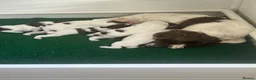 English Springer Spaniel dogs for sale: Kc reg Springer Spaniel puppies in Faringdon - Advert 6