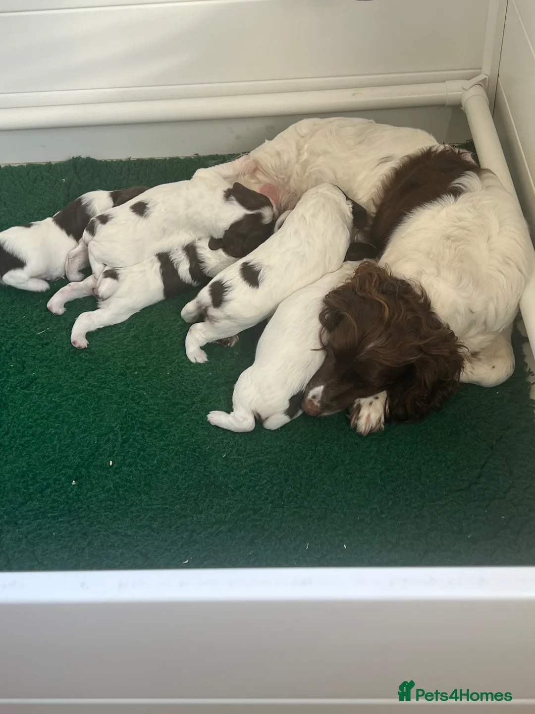 English Springer Spaniel dogs for sale: Kc reg Springer Spaniel puppies in Faringdon - Advert 6