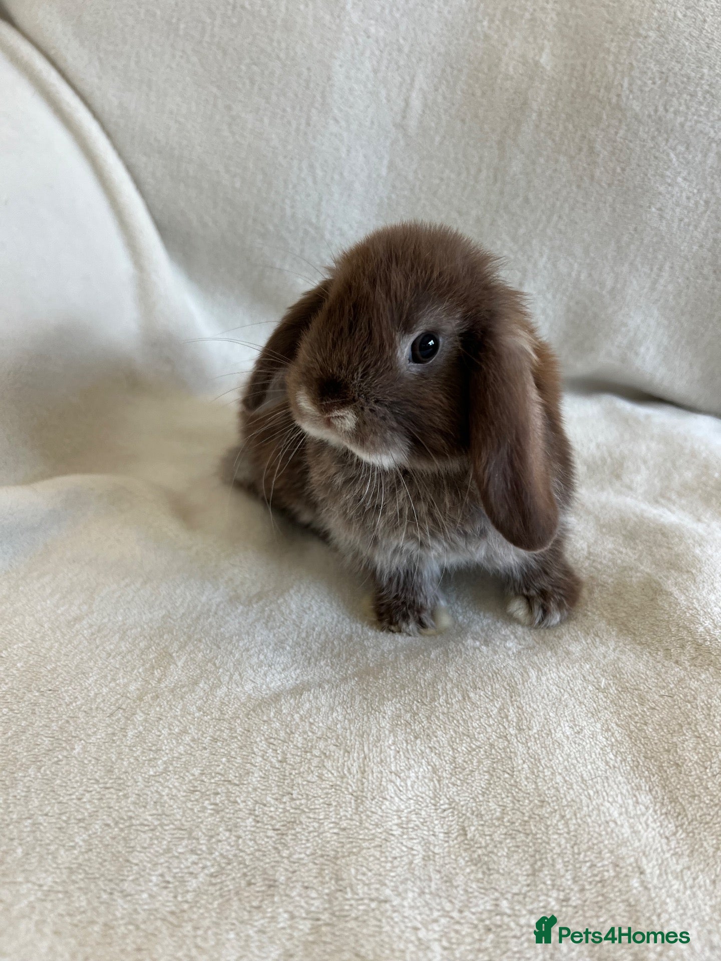 Mini Lop rabbits Mini Lops Ready to Leave Now - Advert 2