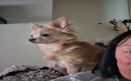 Chihuahua dogs for sale: 5 year old chihuahua  - Image 6