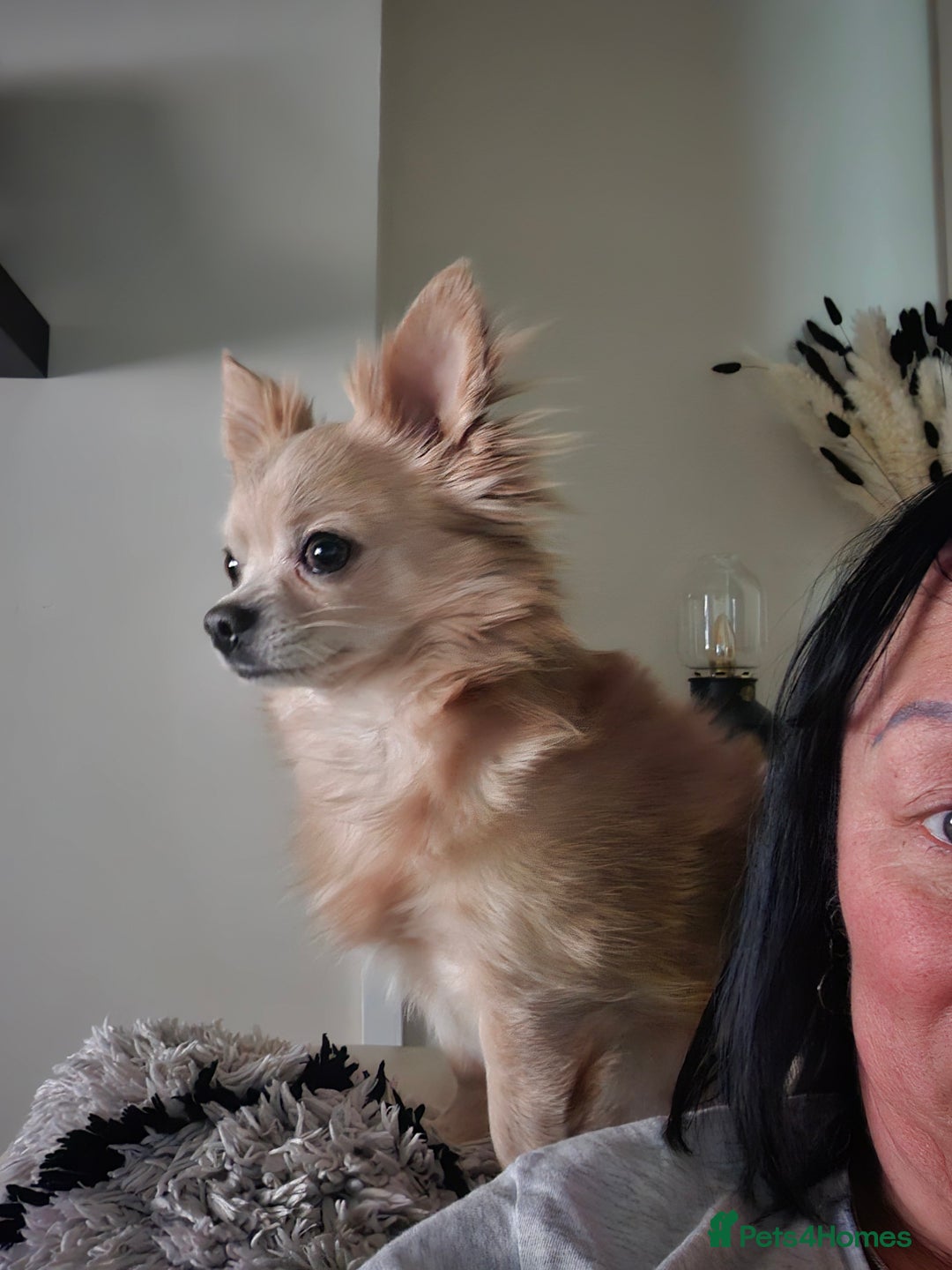Chihuahua dogs for sale: 5 year old chihuahua  - Image 6