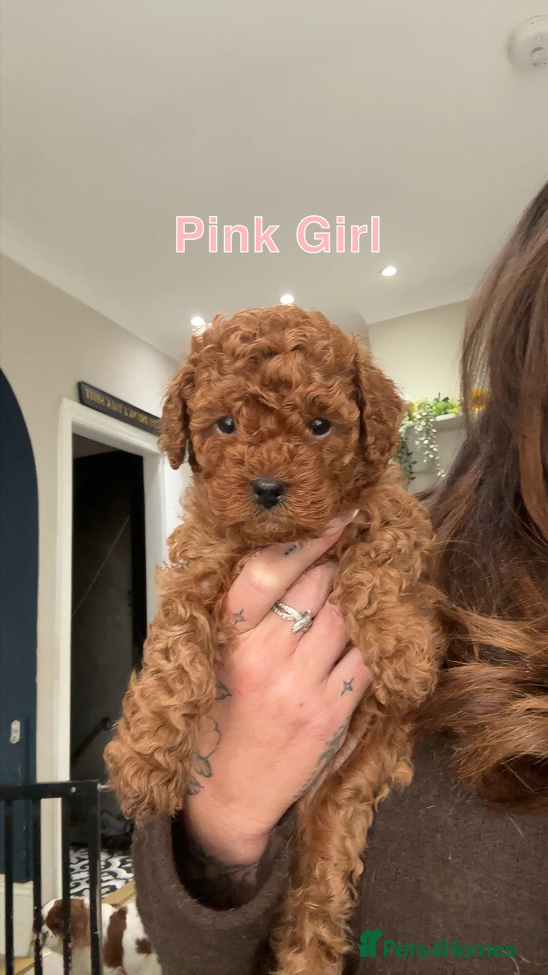 Cavapoo dogs for sale: 🐶Perfect Toy Cavapoos (Health Tested)🐶 - Advert 10