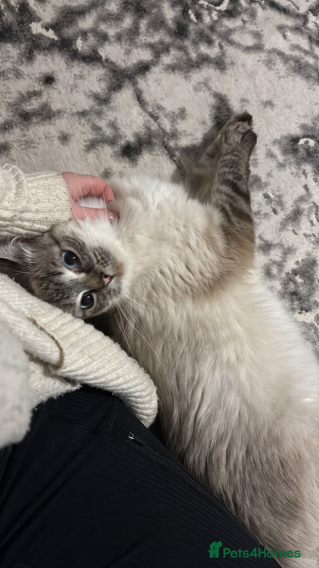 Ragdoll cats for sale: Gorgeous Ragdoll kittens 2 left ! - Advert 11