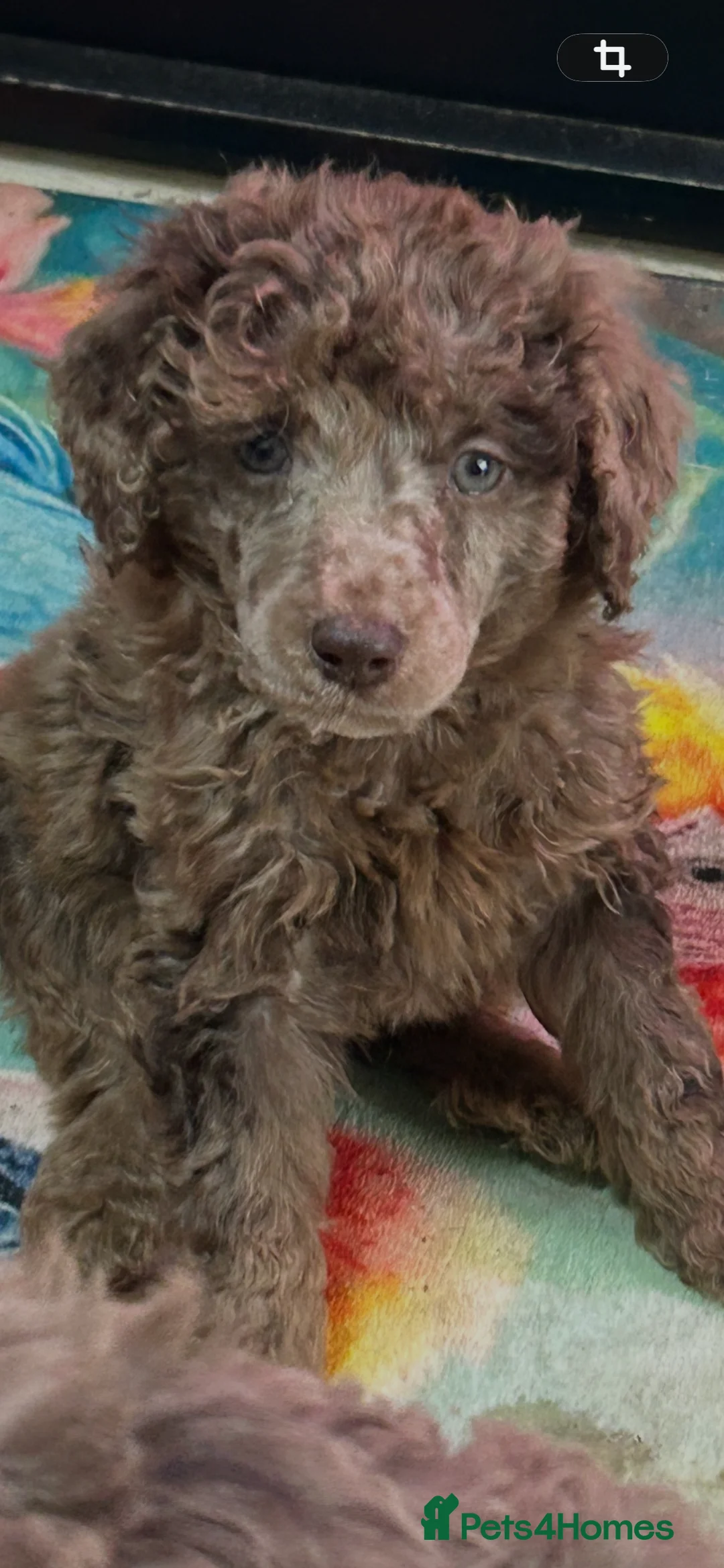 Mixed Breed dogs for sale: Poodle moyen  - Advert 3