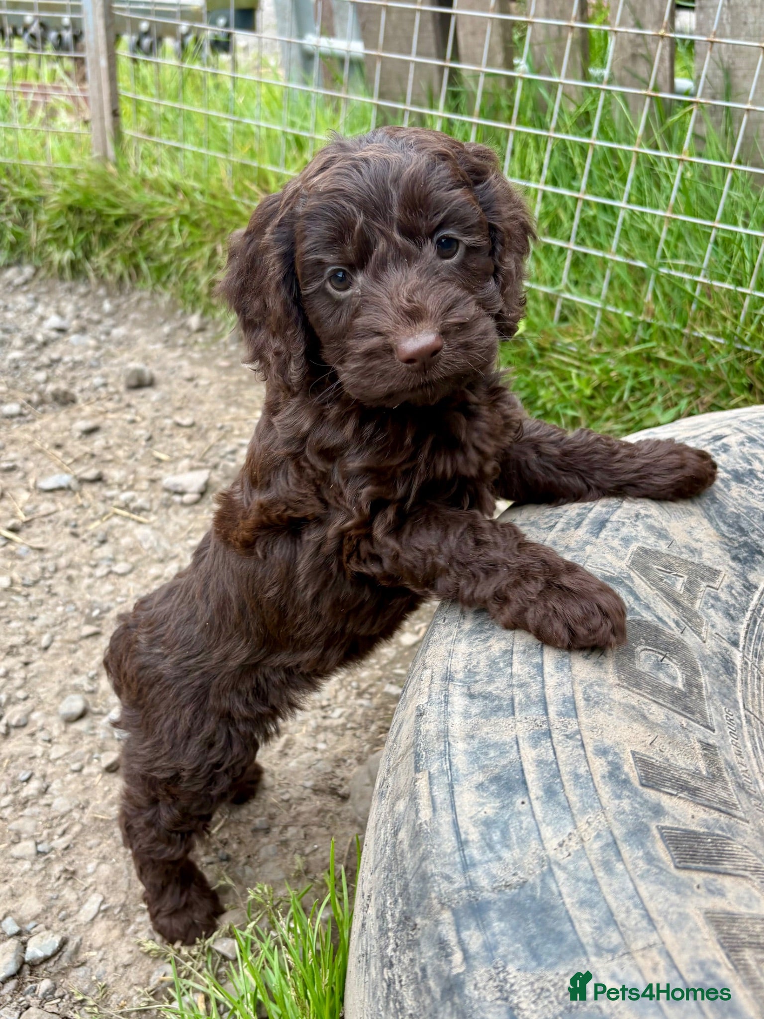 Cockapoo dogs Colourful f1 Cockapoo Pups - Advert 1