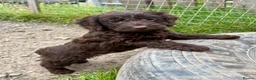 Cockapoo dogs for sale: Chocolate f1 Cockapoo Pups - Advert 1