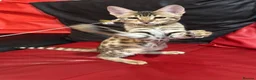 Savannah cats for sale: 2 and 3 months old. Tica Regist. Savannahs - Advert 9