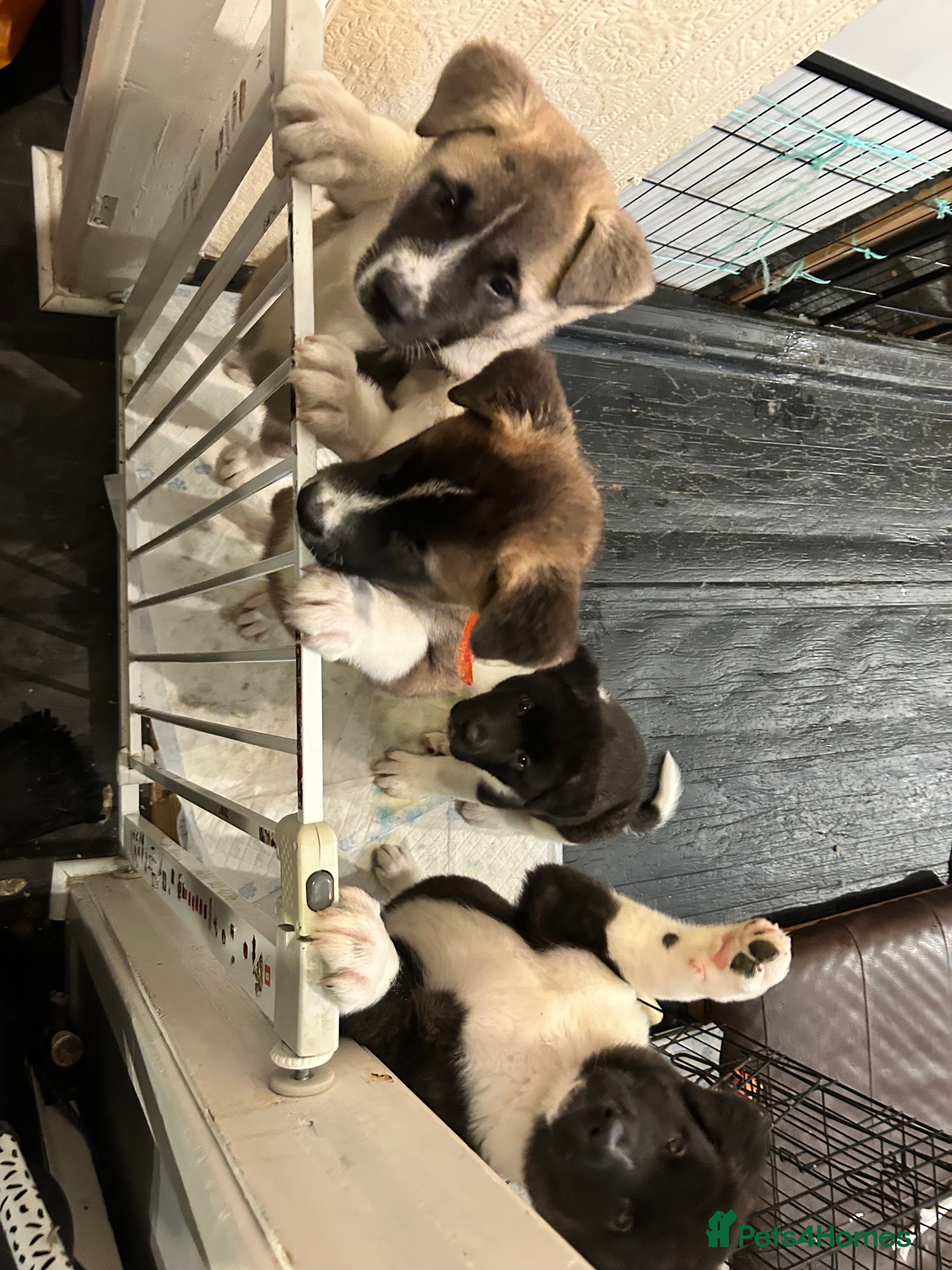 Akita dogs Akita Puppies for Sale - Advert 10