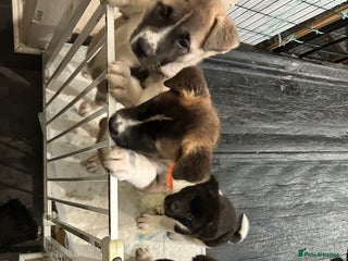 Akita dogs Akita Puppies for Sale - Advert 10