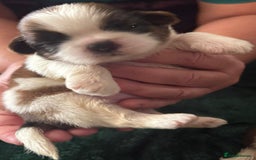 Shih Tzu dogs for sale: Kc gold and white boys only 14 dna health tested  - Image 3