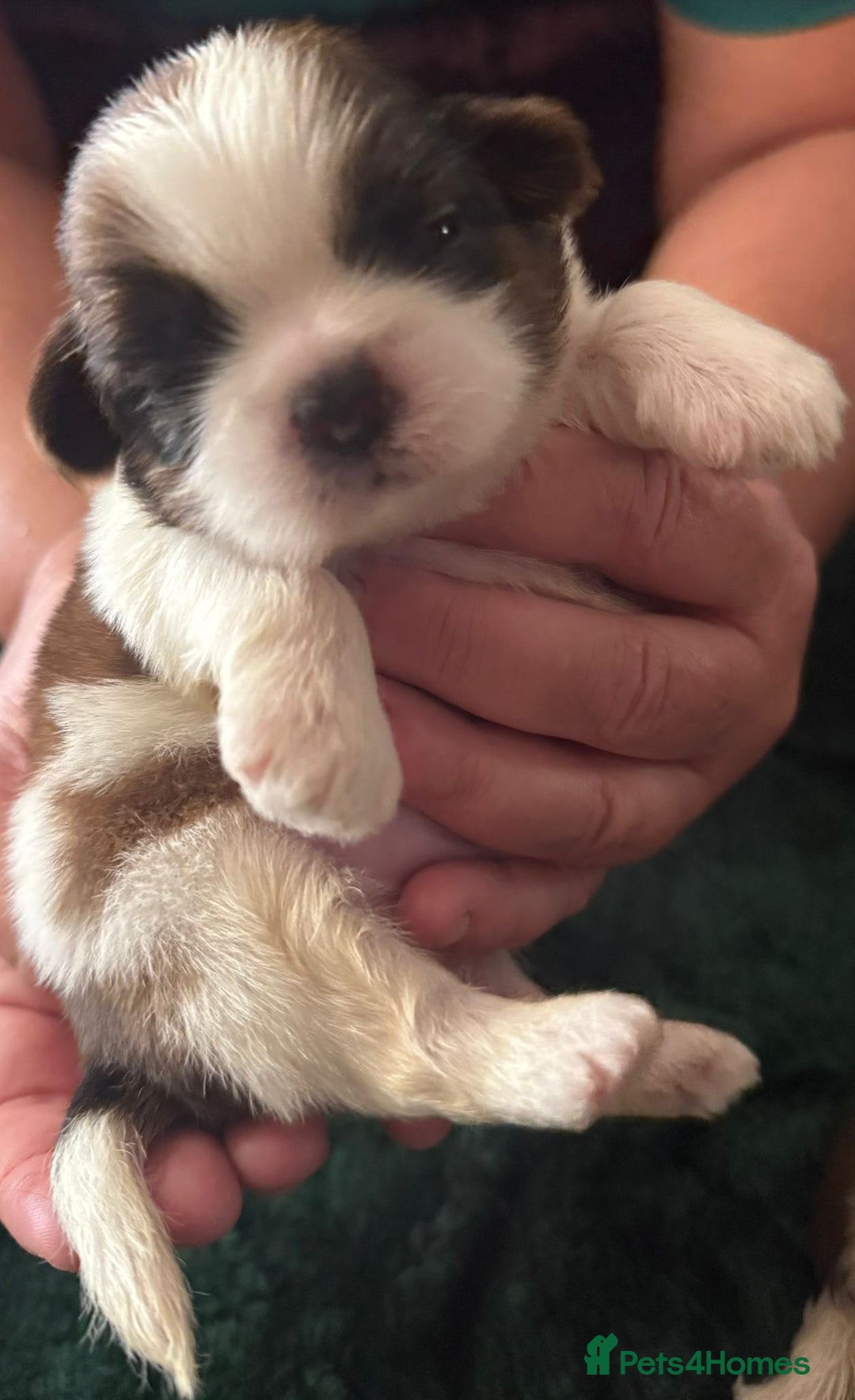 Shih Tzu dogs for sale: Kc gold and white boys only 14 dna health tested  - Image 3
