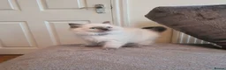 Ragdoll cats for sale: 🐈💕Gorgeous GCCF Blue Point Kittens💕🐈 in Preston - Advert 8