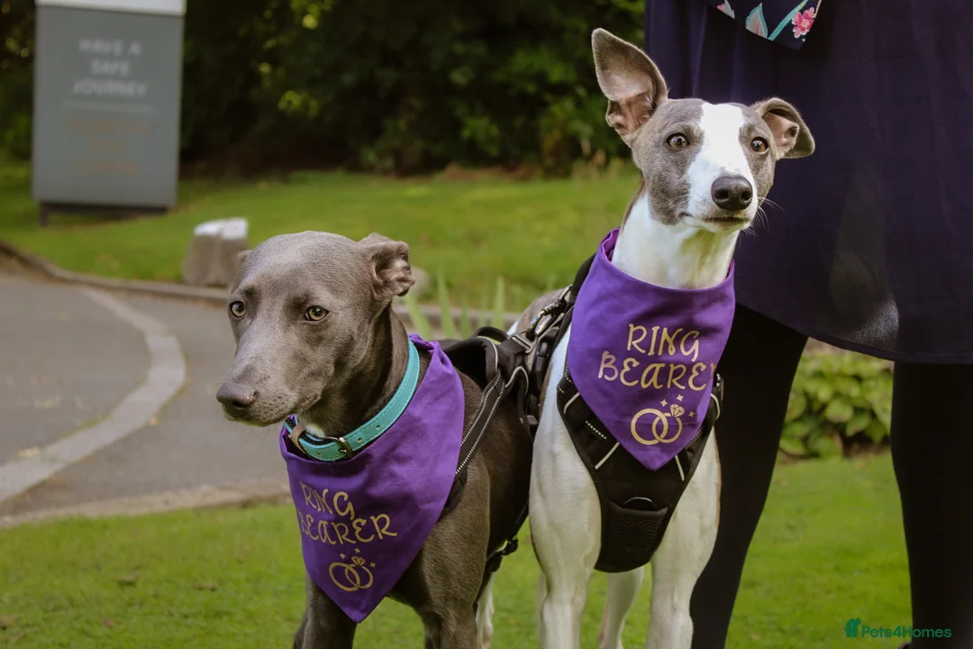 Mixed Breed dogs for sale: Kc reg whippet dad and whippet cross staff mum - Advert 1