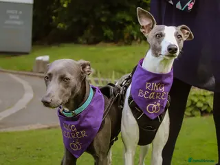 Mixed Breed dogs Kc reg whippet dad and whippet cross staff mum - Advert 5