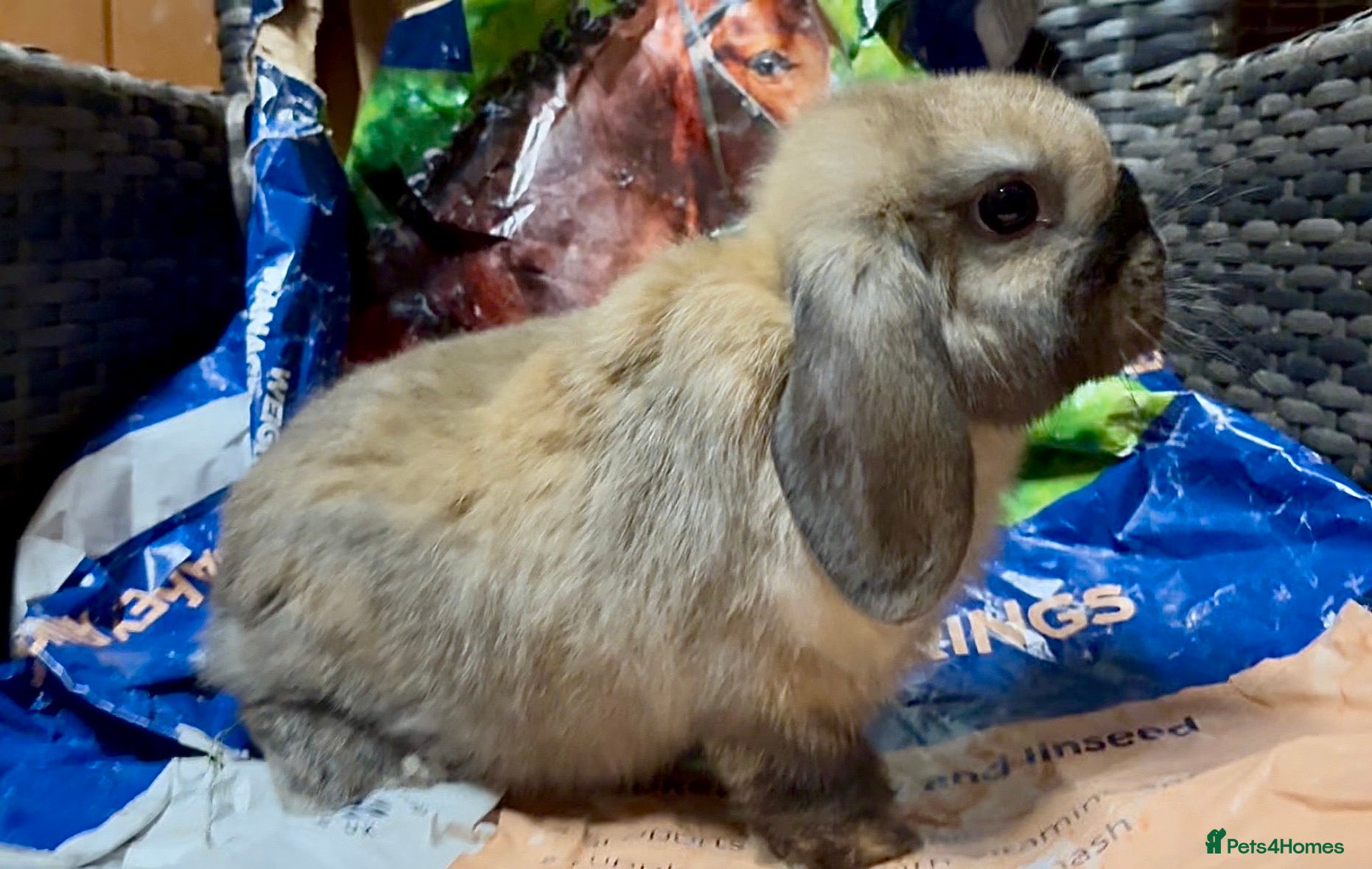 Mini Lop rabbits Beautiful mini lop baby boy - Advert 12
