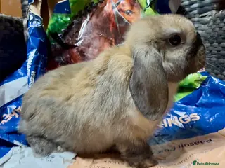 Mini Lop rabbits Beautiful mini lop baby boy - Advert 12