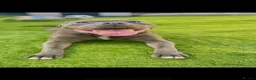 Staffordshire Bull Terrier dogs for sale: Staffordshire bull terrier  in Swansea - Advert 3