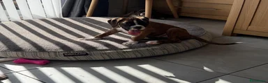 Boxer 6