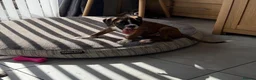 Boxer dogs for sale: boxer puppies for sale ***READY TO LEAVE NOW*** - Advert 3