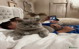 British Shorthair cats for sale: 2 lilac British shorthair cats - Image 2
