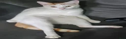 Domestic Shorthair cats for sale: 3 cats need rehoming asap  - Advert 8