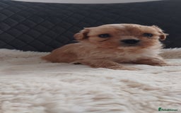 Cavapoo dogs for sale: Cavapoo pups ready to leave! - Image 25