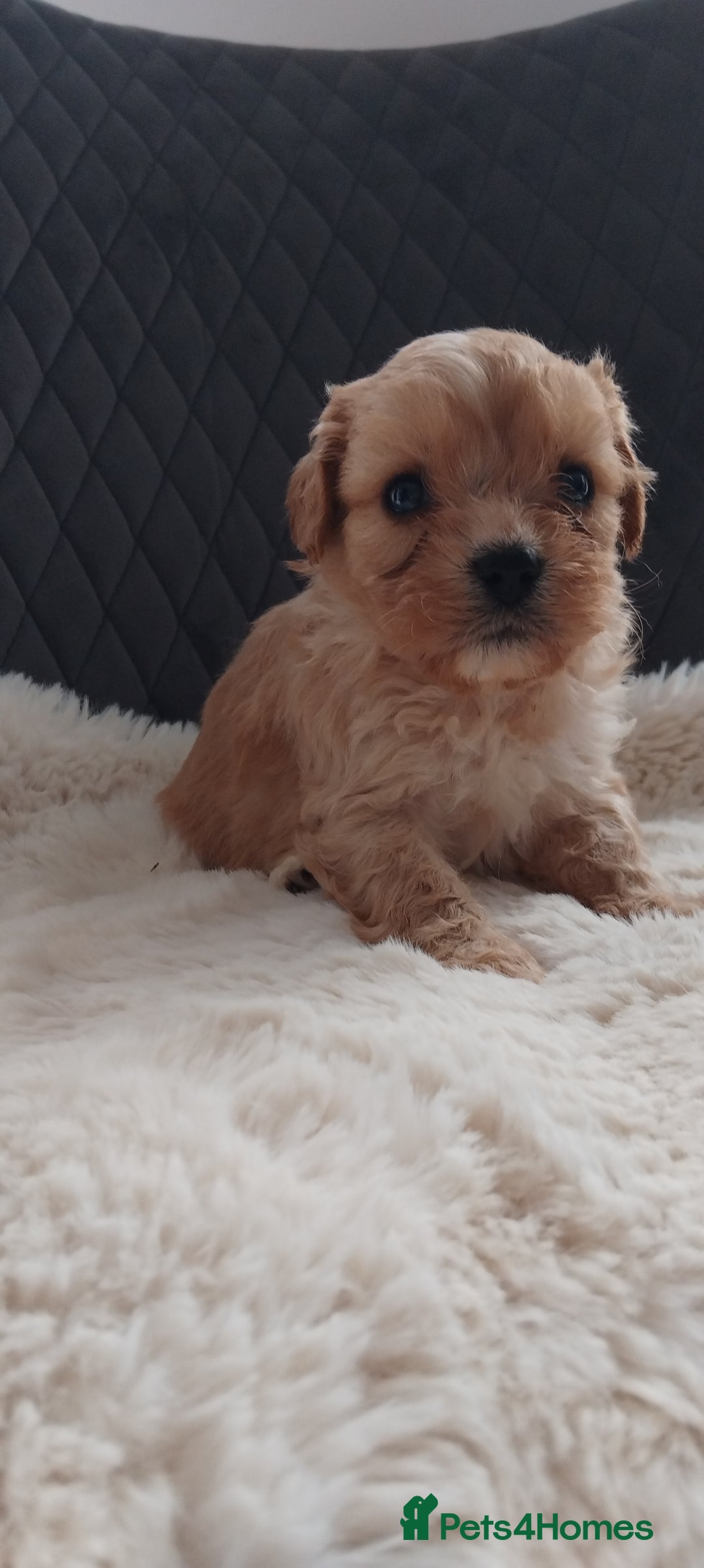 Cavapoo dogs for sale: Cavapoo pups ready to leave! - Image 25