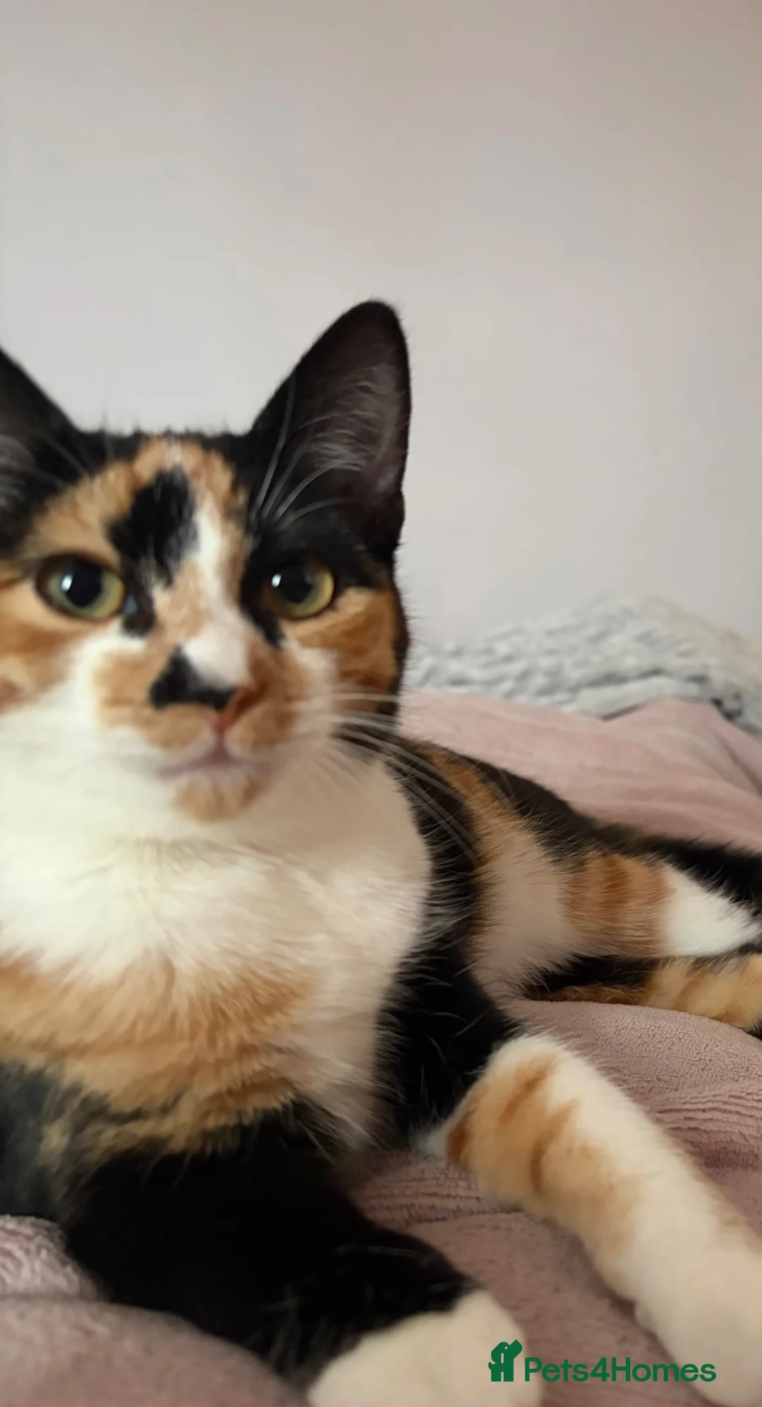 Mixed Breed cats for sale: 2 Ginger boys and 1 Tabby boy  - Advert 5